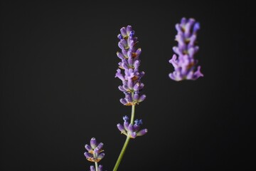 Obraz premium flower Photography, Lavandula x intermedia, copy space on right, Close up view, Isolated on black Background