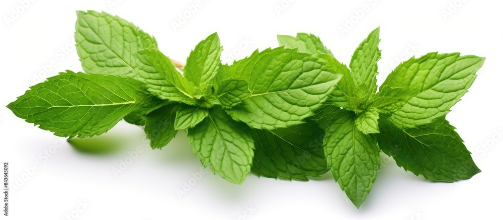 Poster isolated copy space image of fresh mint leaves with a small branch on a white background