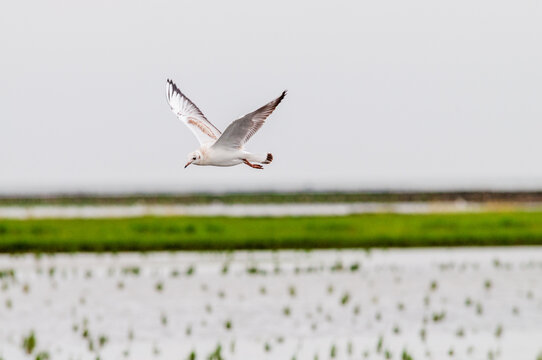 Telephoto of a Flying Seagull near the Waddenzee, in the dutch province of Friesland, near the town of Holwerd