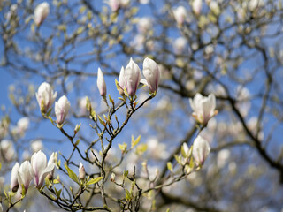 magnolia flowers in the sunshine