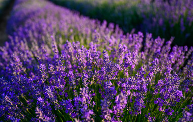 Obraz premium lavender, flower, nature, purple, plant, field, flowers, garden, 