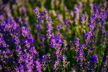 lavender, flower, nature, purple, plant, field, flowers, garden, 