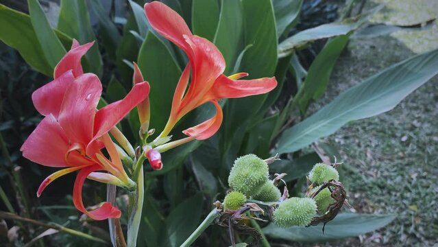 canna indica flower in nature garden