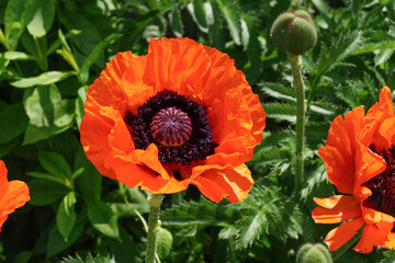 Oriental poppy flower on a green background