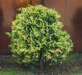 The western thuja is spherical on a dark background