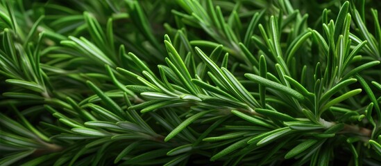 Farmer s market fresh rosemary. copy space available