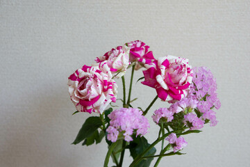 フラッシングとスターチス