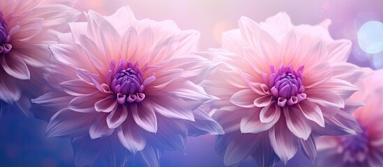 Beautiful flower background wallpaper made with color filters effect. copy space available
