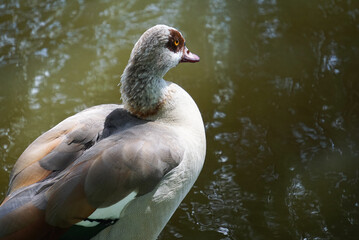Close up of a goose at water