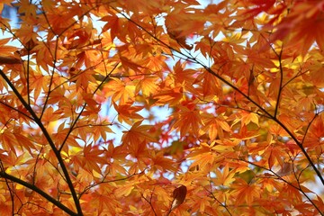 가을풍경, 주황색으로 물든 단풍나무