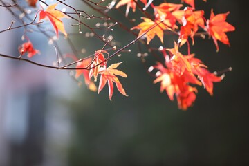 가을풍경, 단풍