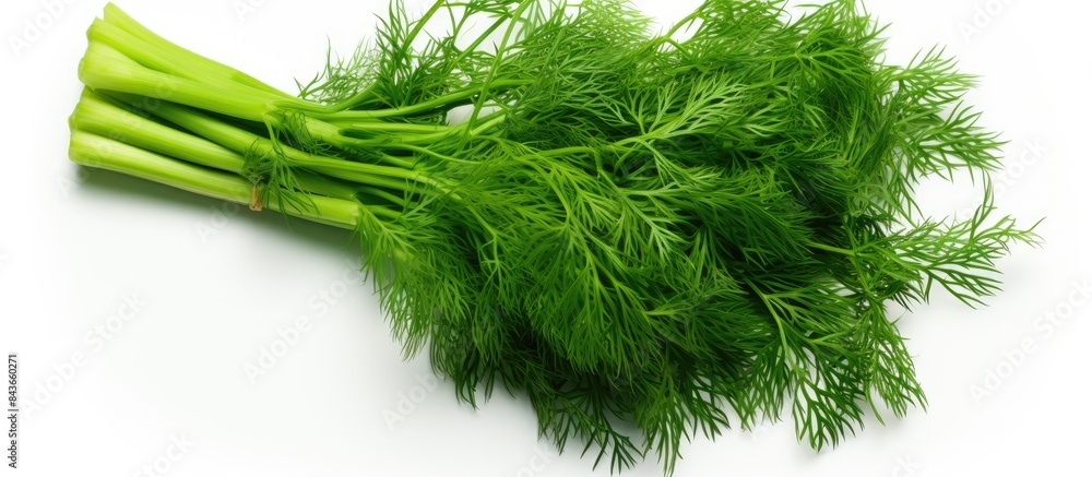 Poster fresh green dill top view on a white background space for writing. copy space available