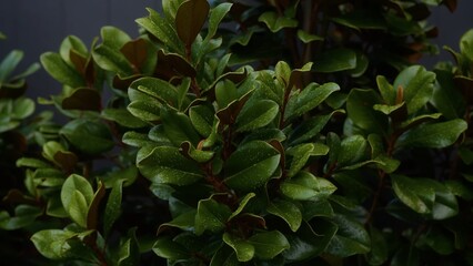 Fototapeta premium Close-up showing leaves on a hedge. Texture.