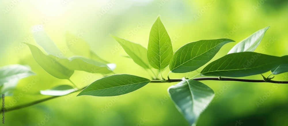 Poster Closeup nature view of green leaf on blurred greenery background in garden with copy space for text Natural green plants landscape background wallpaper Ecology fresh concept Green leaves frame