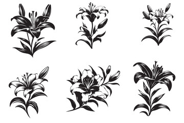 lily flower silhouette vector illustration