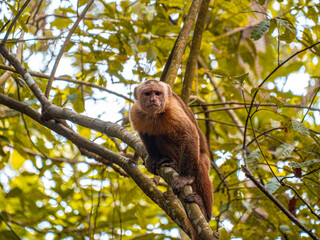 Monkey in Amazon rainforest, Colombia