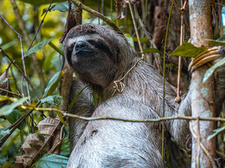 Fototapeta premium Sloth in Amazon rainforest, Colombia