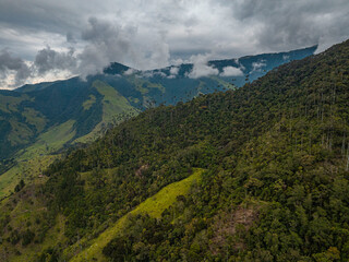 Valle de Cocora, Palm trees, Salento Andes- Colombia