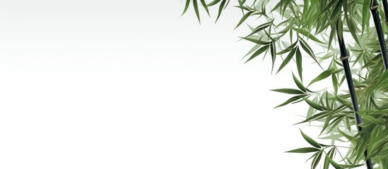 Fototapeta premium bamboo leaves isolated on white background. copy space available