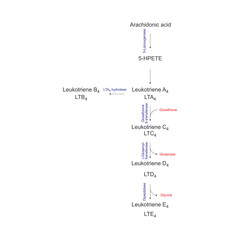 Diagram showing biosynthesis of Leukotriens from Arachidonic acid via enzymatic reaction - schematic molecular strcuture chemical illustration.