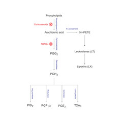 Diagram showing biosynthesis of Prostaglandins from Arachidonic acid via enzymatic reaction - schematic molecular strcuture chemical illustration.