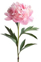 Fototapeta premium A pink peony carnation blossom flower.