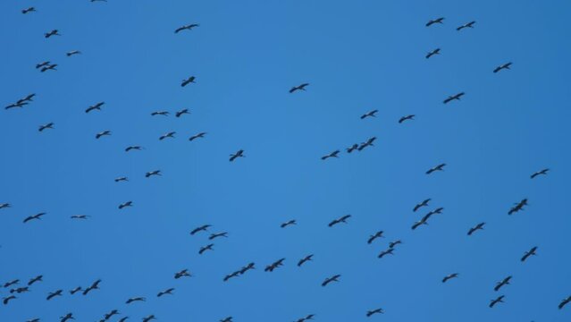 Asian Openbill Stork (Anastomus oscitans). Large flocks of birds are flying in the beautiful blue sky at day. It is a free journey to find food. It is a beautiful