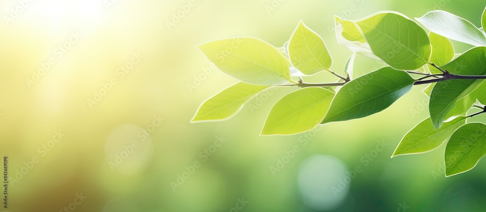 Poster the alluring scenery of vibrant green leaves stands out against the blurred greenery sky backdrop in