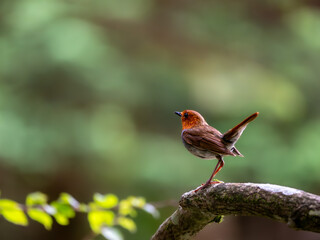 森の中で静かに枝に留まっているコマドリの雄