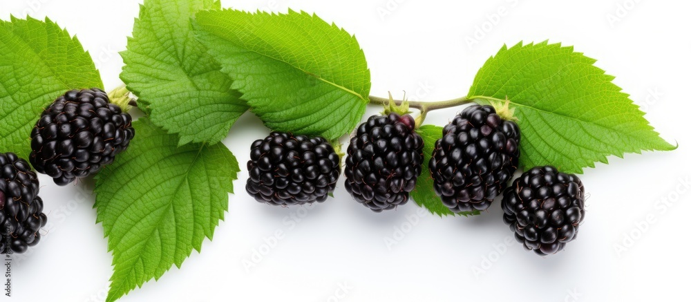 Aufkleber Fresh blackberry with leaves isolated on white background with copy space for your text Top view Flat lay pattern