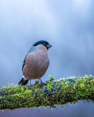 Gil zwyczajny Pyrrhula pyrrhula