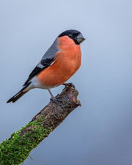 Gil zwyczajny Pyrrhula pyrrhula