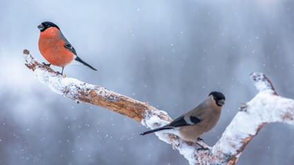 Gil zwyczajny Pyrrhula pyrrhula © Sawomir