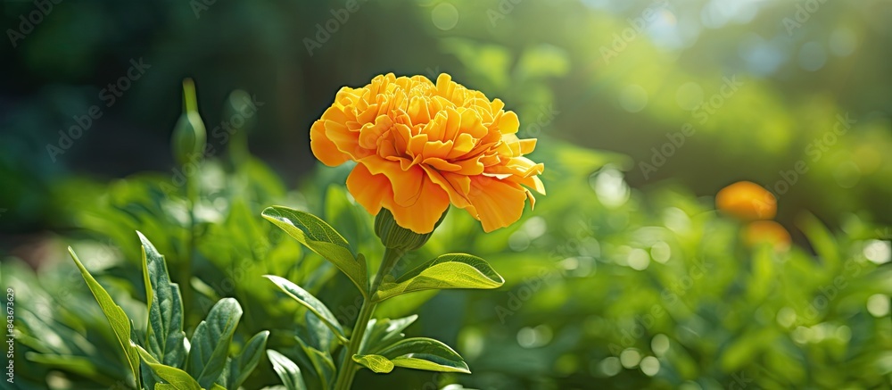 Poster a marigold flower in full bloom under the summertime sunlight set against a lush green background th