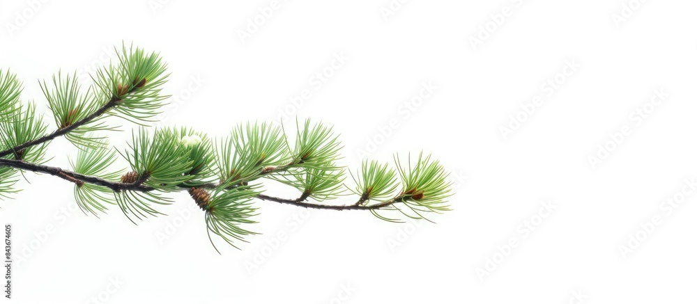 Poster pine branch isolated on white background. copy space available