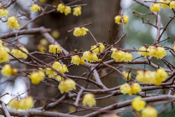 蝋梅の花