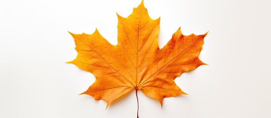 Obraz premium maple autumn leaf on white background. copy space available