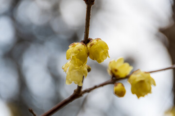 蝋梅の花