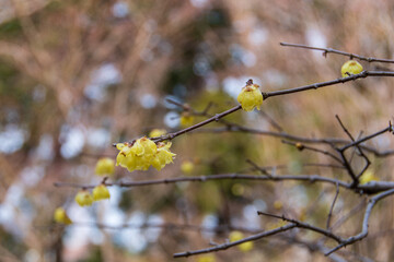 蝋梅の花