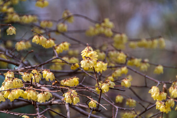 蝋梅の花