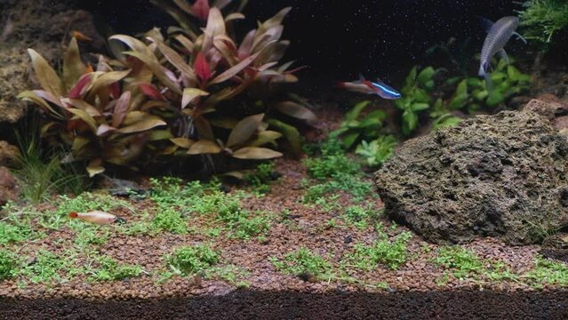 iwagumi Amano style nature freshwater planted aquarium aquascape design, green and red aquatic plants growth produce oxygen bubble, dwarf minnow, silver flying fox clean Java moss, pH balance pro care