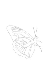 illustration d'un papillon 