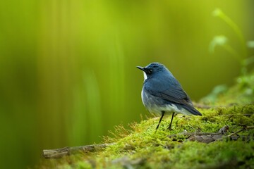 黄昏のコルリ