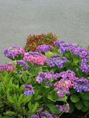 青海の水の広場公園で咲いているアジサイ