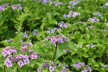 青海の水の広場公園で咲いているアジサイ
