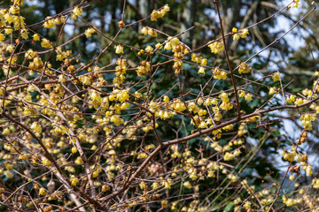 蝋梅の花が咲く