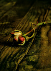 a rose for mother's day