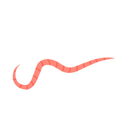 pinworms vector 