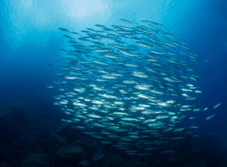 A small group of barracudas move near the surface on the seabed.