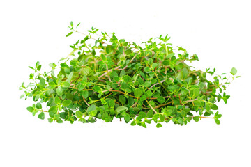 Obraz premium Fresh Green Thyme Herb Isolated on White Background - Close-Up of Aromatic Culinary Herb for Cooking and Garnishing - Organic Thyme Leaves for Healthy Eating and Natural Remedies